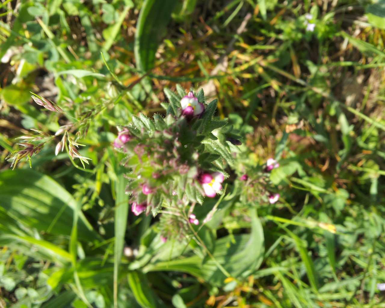 Parentucellia latifolia